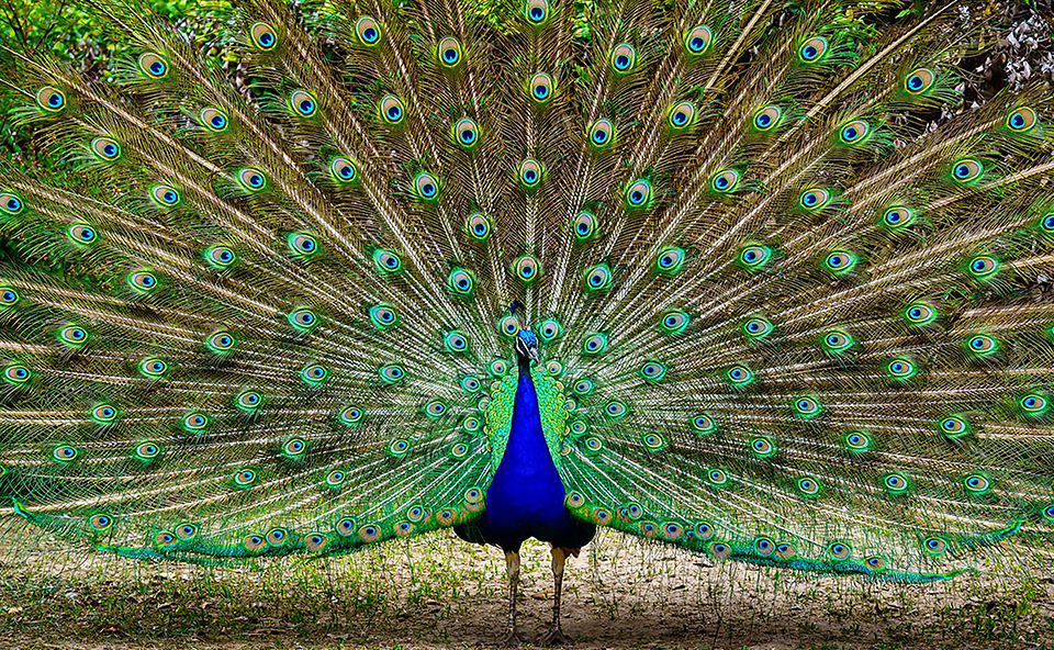 Parque del Retiro y Palacio de Cristal